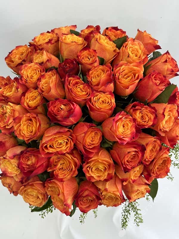 Grand Orange Rose