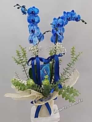 2 Stem Blue Orchid