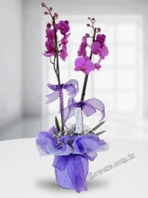 Double Purple Orchids