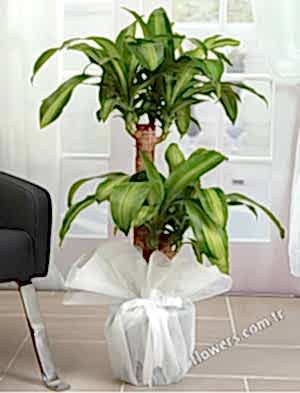 Double Massengena Plant