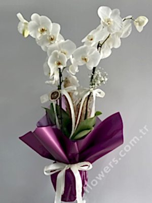 2 Stem White Orchid