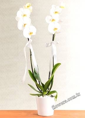 2 Stem White Phalaenopsis Orchid