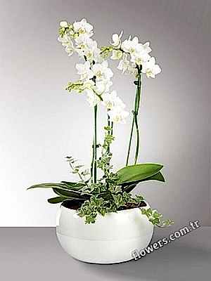 3 Stem White Phalaenopsis Orchid