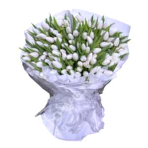 300 White Tulips