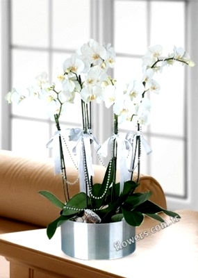 5 Stem White Orchids