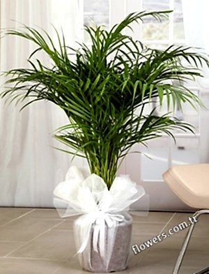 Areca Palm Plant