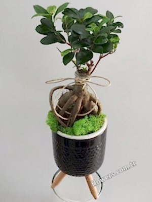 Bonsai Tree In Black Pot
