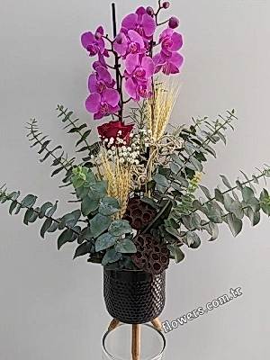 Two Purple Orchids In Ceramic Pot