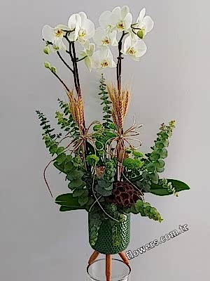 Two Purple Orchids In Ceramic Pot