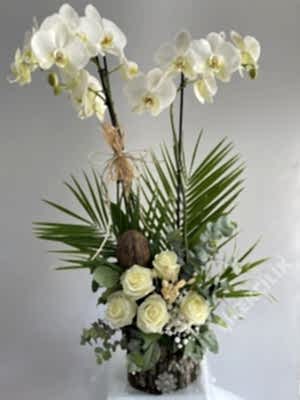 2 Stem White Orchid & Roses