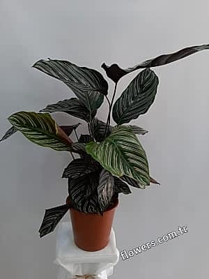 Prayer Plant