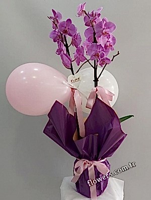 Welcome Baby Girl Orchid