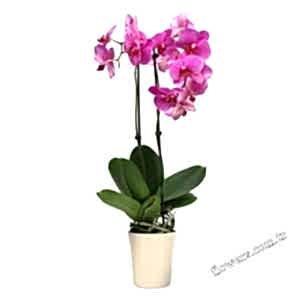 Potted 2 Stem Fuchsia Orchid