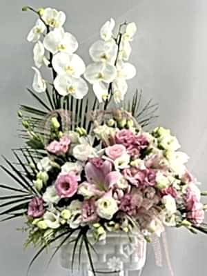 Deluxe Orchid Arrangement